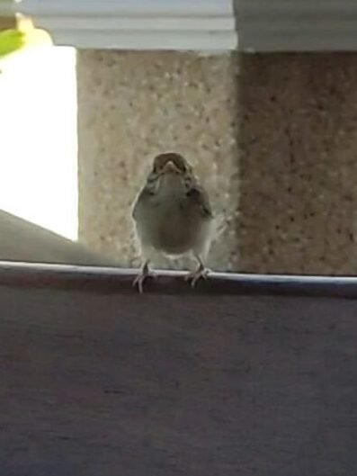 Small chick staring at camera whilst sitting on the top of the backrest of an outdoor chair