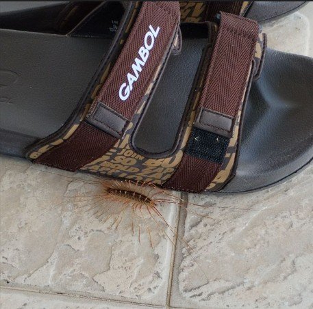 Brown house centipede with dozens of long legs next to a brown flip flop. The two have matching colours and are on outdoor garden tiles