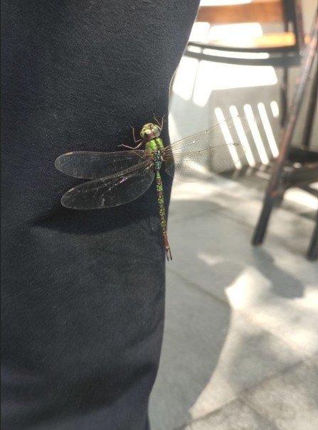 Dragonfly resting on person's leg