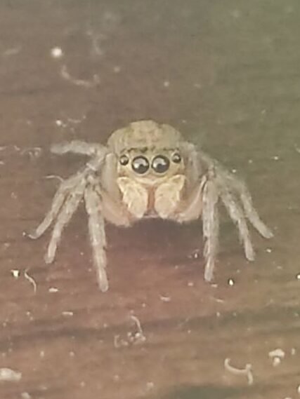 A close-up of a jumping spider staring directly at the camera