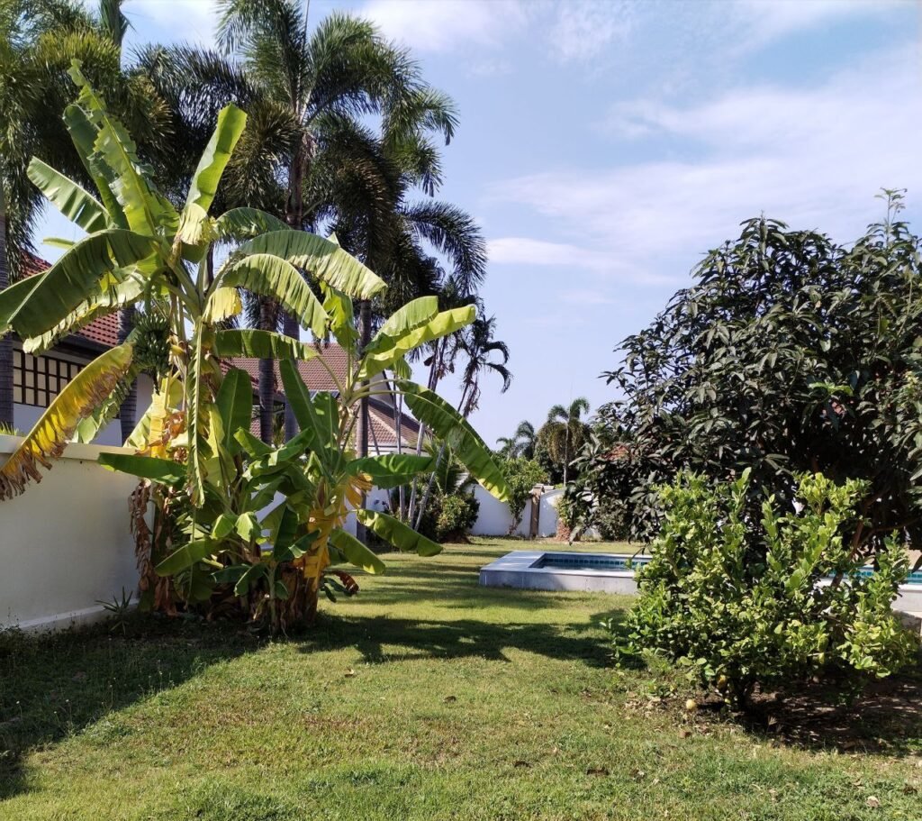 Lush green Thai garden with banana and palm trees visible