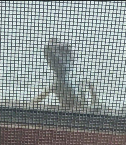 Small lizard staring through a mosquito net at the camera. The lizard has its head slightly tilted and looks puzzled
