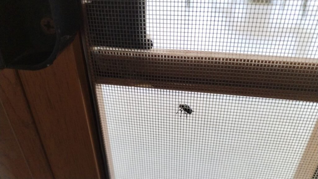 Mosquito net across a door with a bug resting on the outside. These help with preventing and controlling mosquito numbers 
