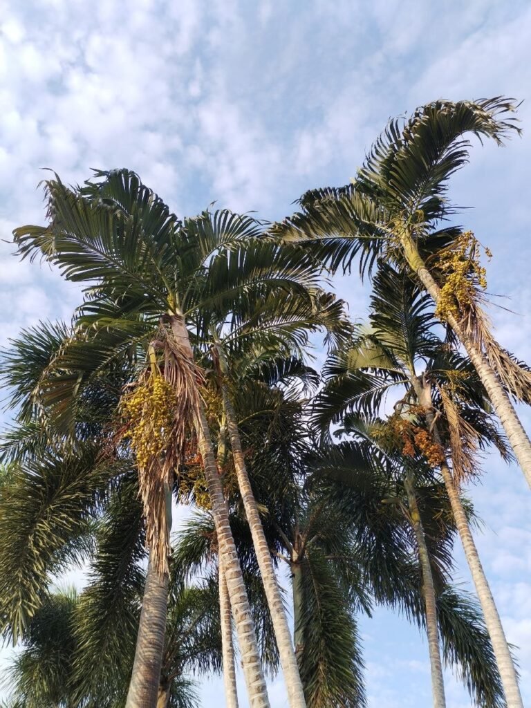 Tropical trees against the sky