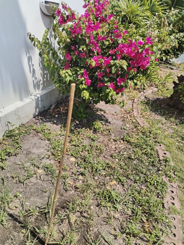 Bamboo stick in ground near a bush