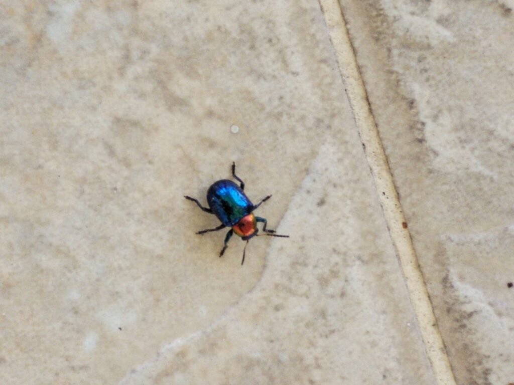 Close-up of a little beetle on outdoor floor tile. The beetle has an iridescent blue body and vivid orange-red head 