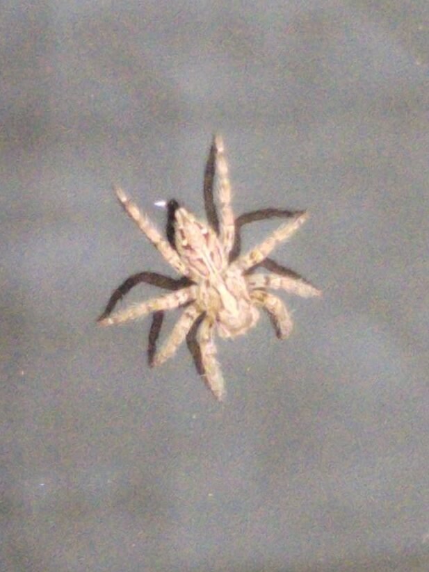 A close-up of a pale spider on a window pane. The spider has some distinctive darker markings over its body