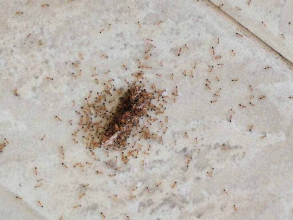 Small red ants swarming over a small unidentified mass