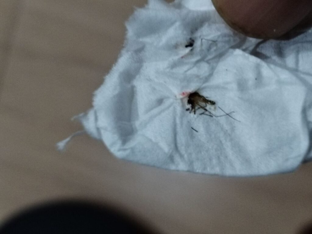 Dead mosquito squashed on tissue with blood