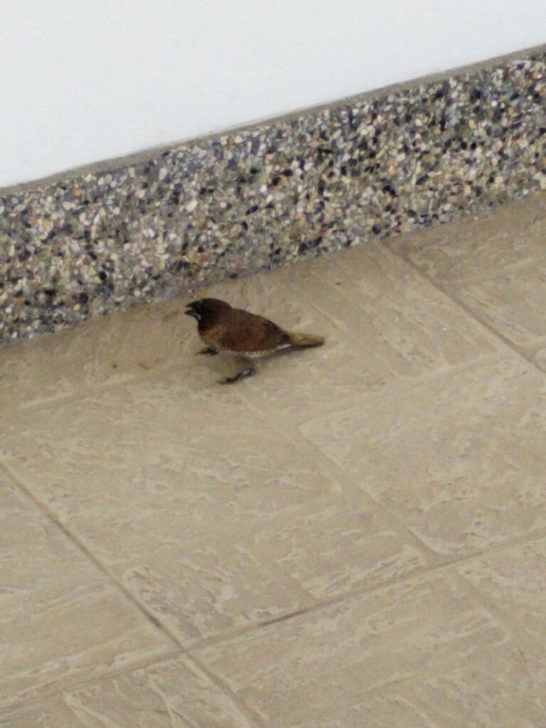 Little bird sitting unnaturally on the patio.