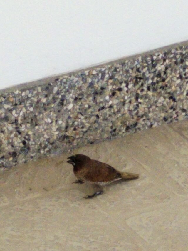Little bird sitting unnaturally on the patio.