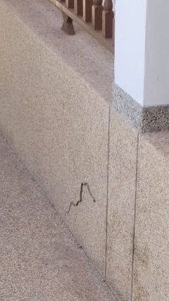 Golden tree snake climbing a wall