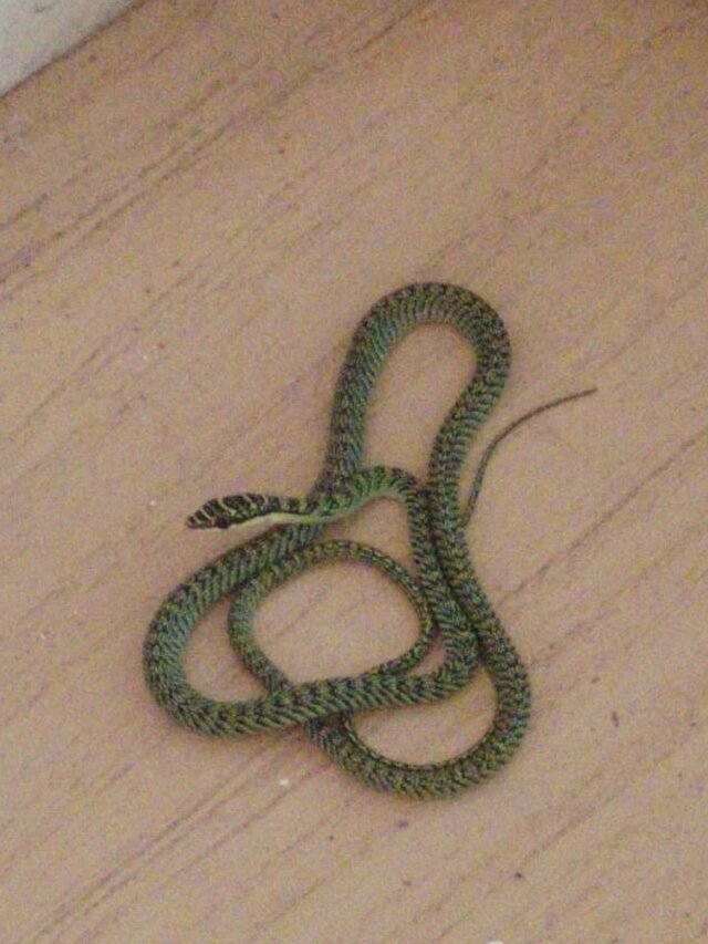Coiled Golden tree snake lying on indoor tiles
