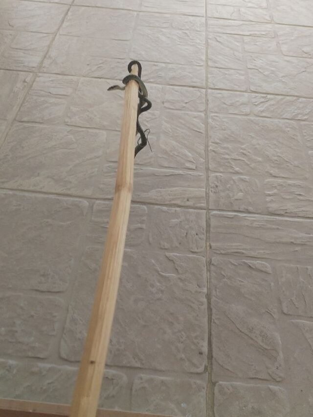 Thin (probably young) golden tree snake wrapped around the end of a long bamboo stick